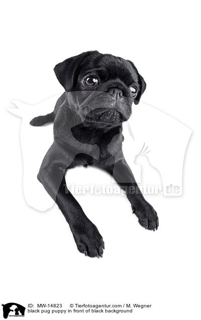 black pug puppy in front of black background / MW-14823