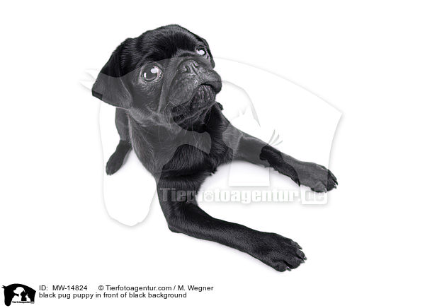 black pug puppy in front of black background / MW-14824