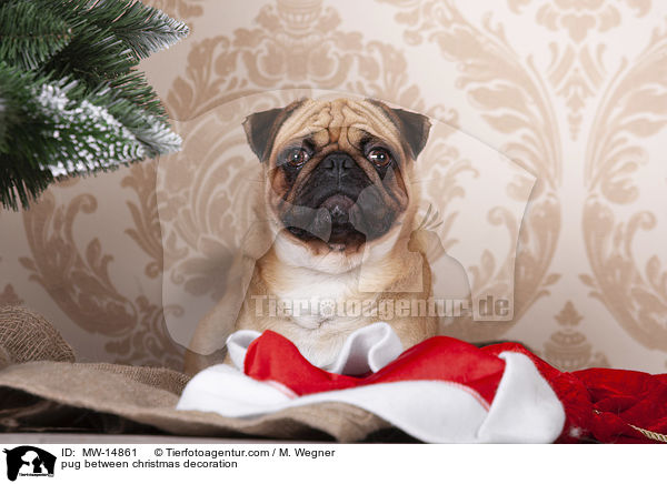 pug between christmas decoration / MW-14861