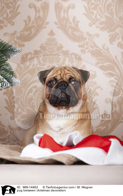 Mops zwischen Weihnachtsdeko / pug between christmas decoration / MW-14862