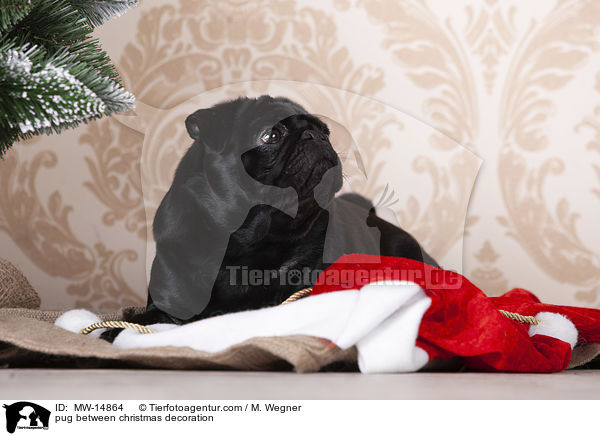 pug between christmas decoration / MW-14864