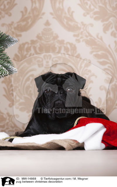 Mops zwischen Weihnachtsdeko / pug between christmas decoration / MW-14868