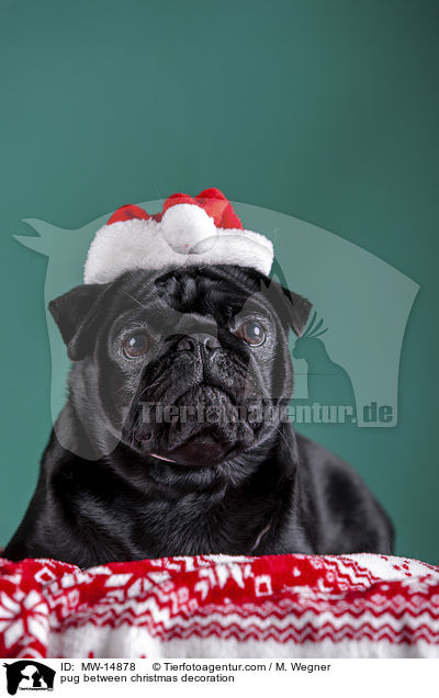 Mops zwischen Weihnachtsdeko / pug between christmas decoration / MW-14878