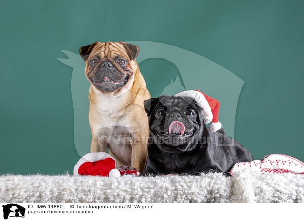 Mpse in Weihnachtsdeko / pugs in christmas decoration / MW-14880