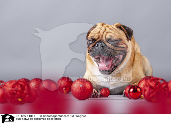 Mops zwischen Weihnachtsdeko / pug between christmas decoration / MW-14887