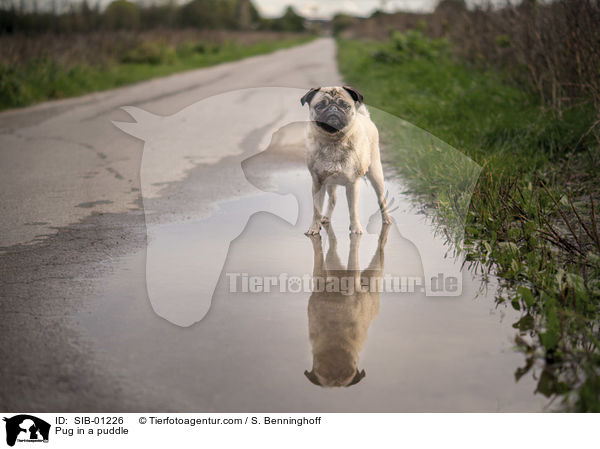 Mops in einer Pftze / Pug in a puddle / SIB-01226
