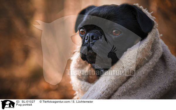 Mops Portrait / Pug portrait / SL-01027