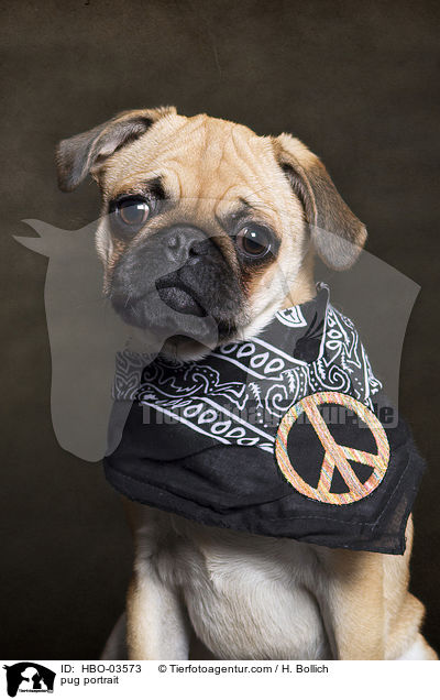 Mops Portrait / pug portrait / HBO-03573