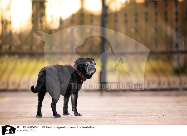 stehender Mops / standing Pug / BS-08522