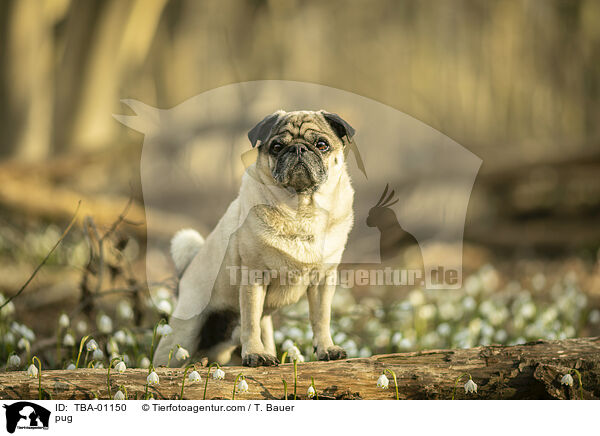 Mops / pug / TBA-01150