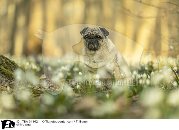 sitzender Mops / sitting pug / TBA-01162