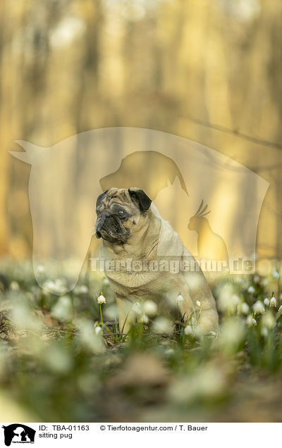 sitzender Mops / sitting pug / TBA-01163