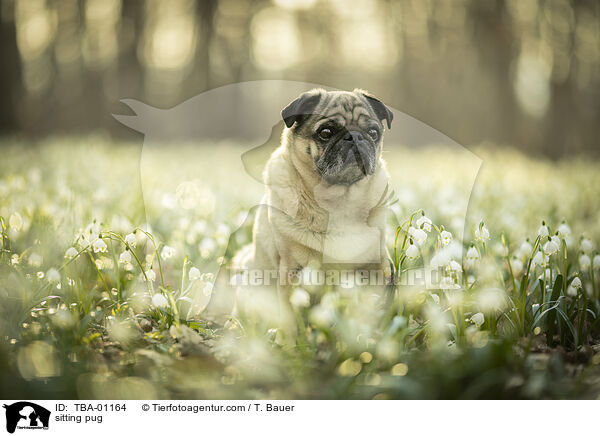 sitzender Mops / sitting pug / TBA-01164