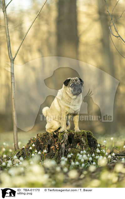 sitzender Mops / sitting pug / TBA-01170