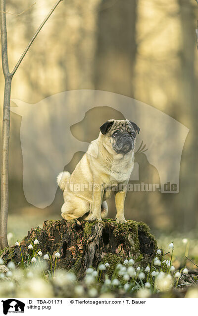 sitzender Mops / sitting pug / TBA-01171