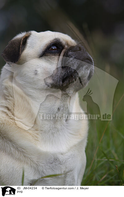 Mops / pug / JM-04234