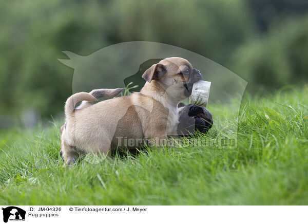 Mops Welpen / Pug puppies / JM-04326