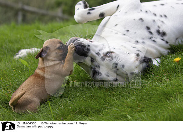 Dalmatiner mit Mops Welpen / Dalmatian with pug puppy / JM-04335