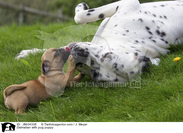 Dalmatiner mit Mops Welpen / Dalmatian with pug puppy / JM-04336