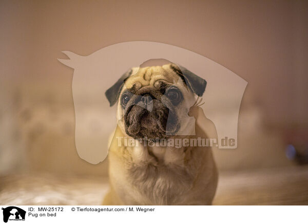 Mops auf Bett / Pug on bed / MW-25172