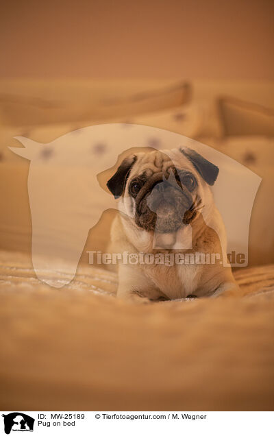 Mops auf Bett / Pug on bed / MW-25189