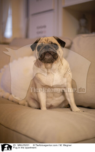 Mops in der Wohnung / Pug in the apartment / MW-25201