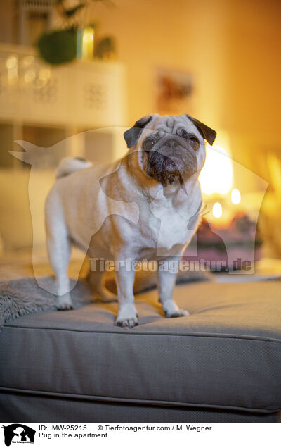 Mops in der Wohnung / Pug in the apartment / MW-25215