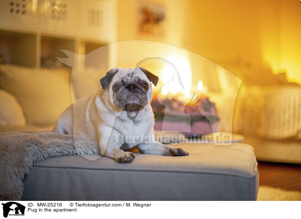 Mops in der Wohnung / Pug in the apartment / MW-25216