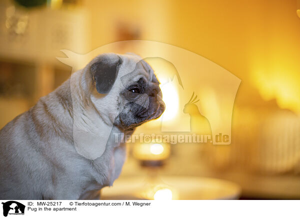 Mops in der Wohnung / Pug in the apartment / MW-25217
