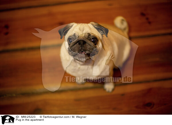 Mops in der Wohnung / Pug in the apartment / MW-25223