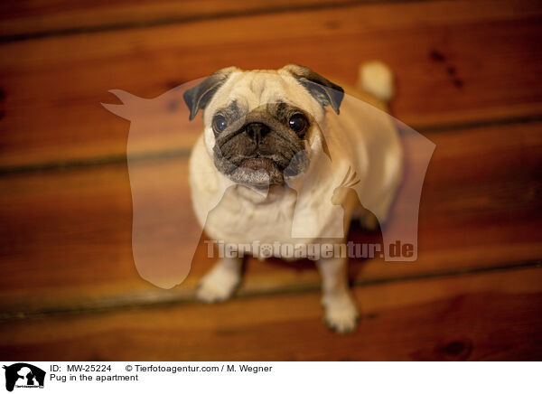Mops in der Wohnung / Pug in the apartment / MW-25224