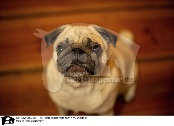 Mops in der Wohnung / Pug in the apartment / MW-25225