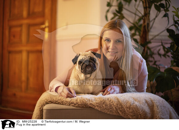 Mops in der Wohnung / Pug in the apartment / MW-25228