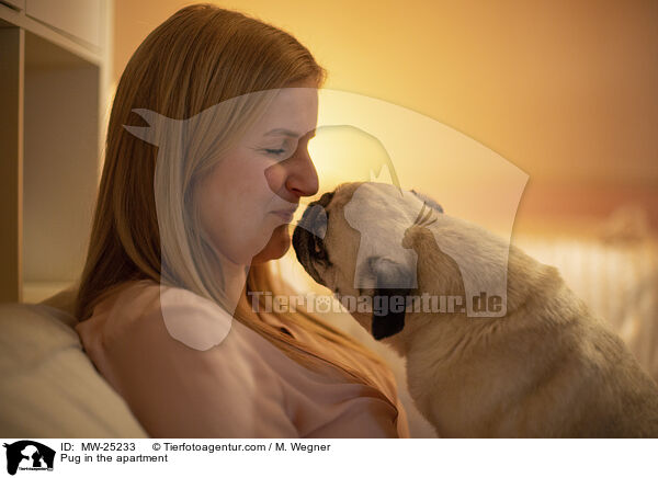 Mops in der Wohnung / Pug in the apartment / MW-25233