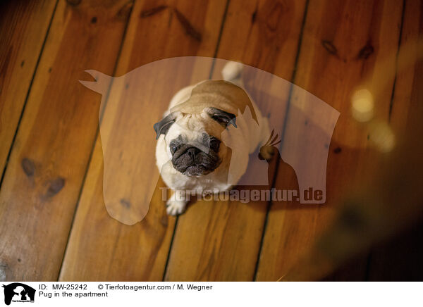 Mops in der Wohnung / Pug in the apartment / MW-25242