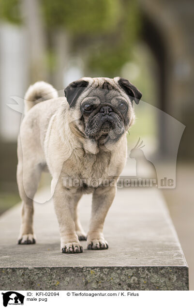 Mops Rde / male pug / KFI-02094