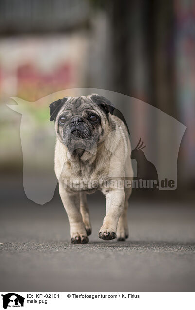 Mops Rde / male pug / KFI-02101