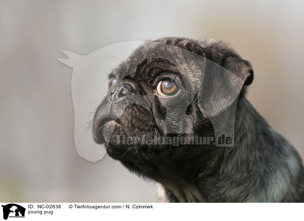 junger Mops / young pug / NC-02636