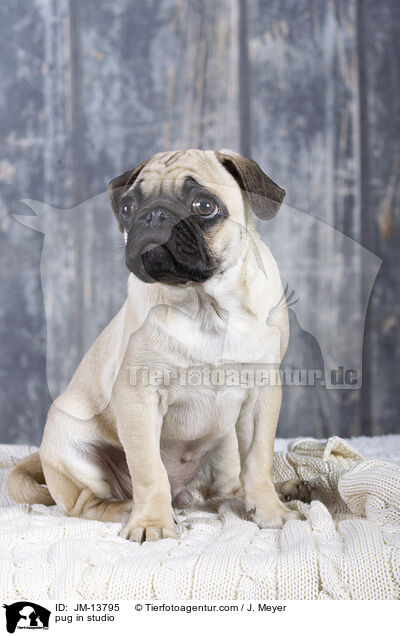 Mops im Studio / pug in studio / JM-13795