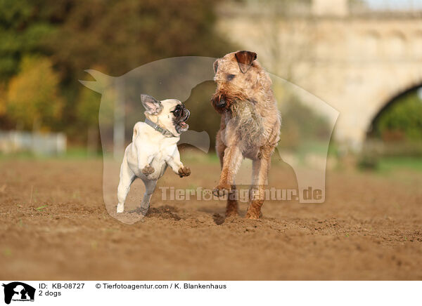 2 Hunde / 2 dogs / KB-08727