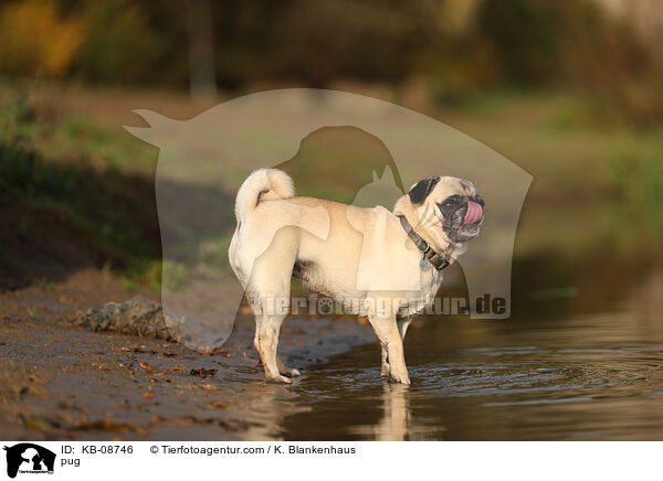 Mops / pug / KB-08746