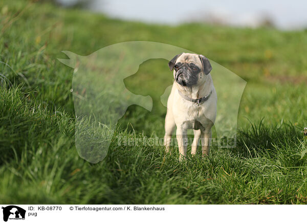 Mops / pug / KB-08770