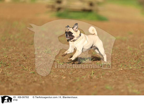 Mops / pug / KB-08782