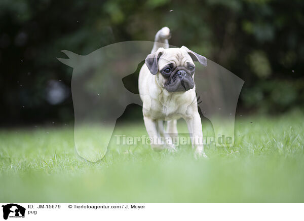 Mops / pug / JM-15679