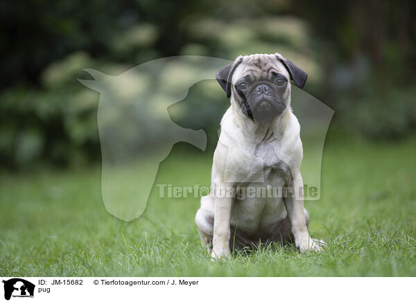 Mops / pug / JM-15682