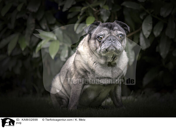 Mops / pug / KAM-02698