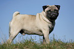 standing pug