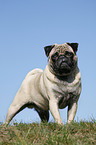 standing pug