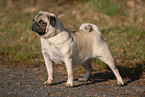 standing pug