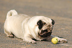 pug with apple